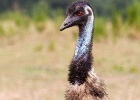 Emu of the East